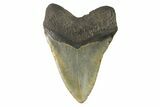 Fossil Megalodon Tooth - North Carolina #164882-2